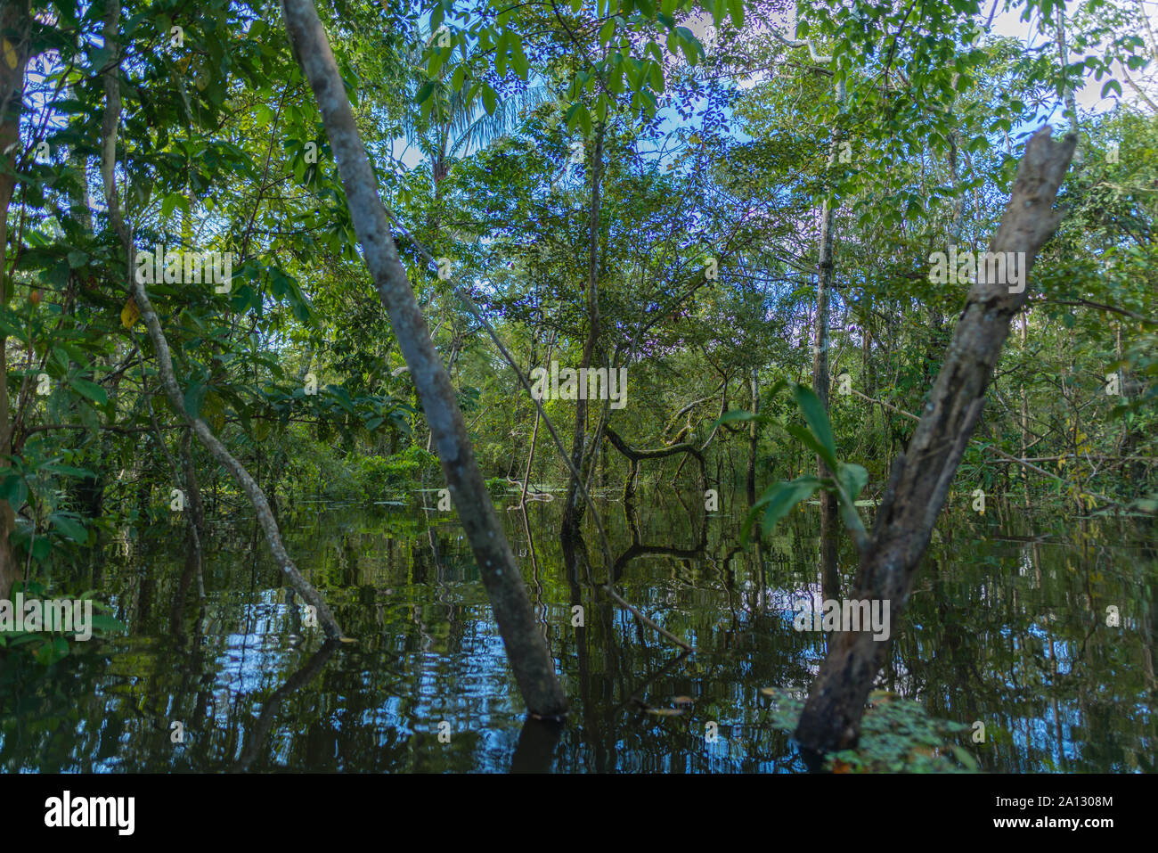 Brazilian rainforest at end of rainy season in May, Mamirauá