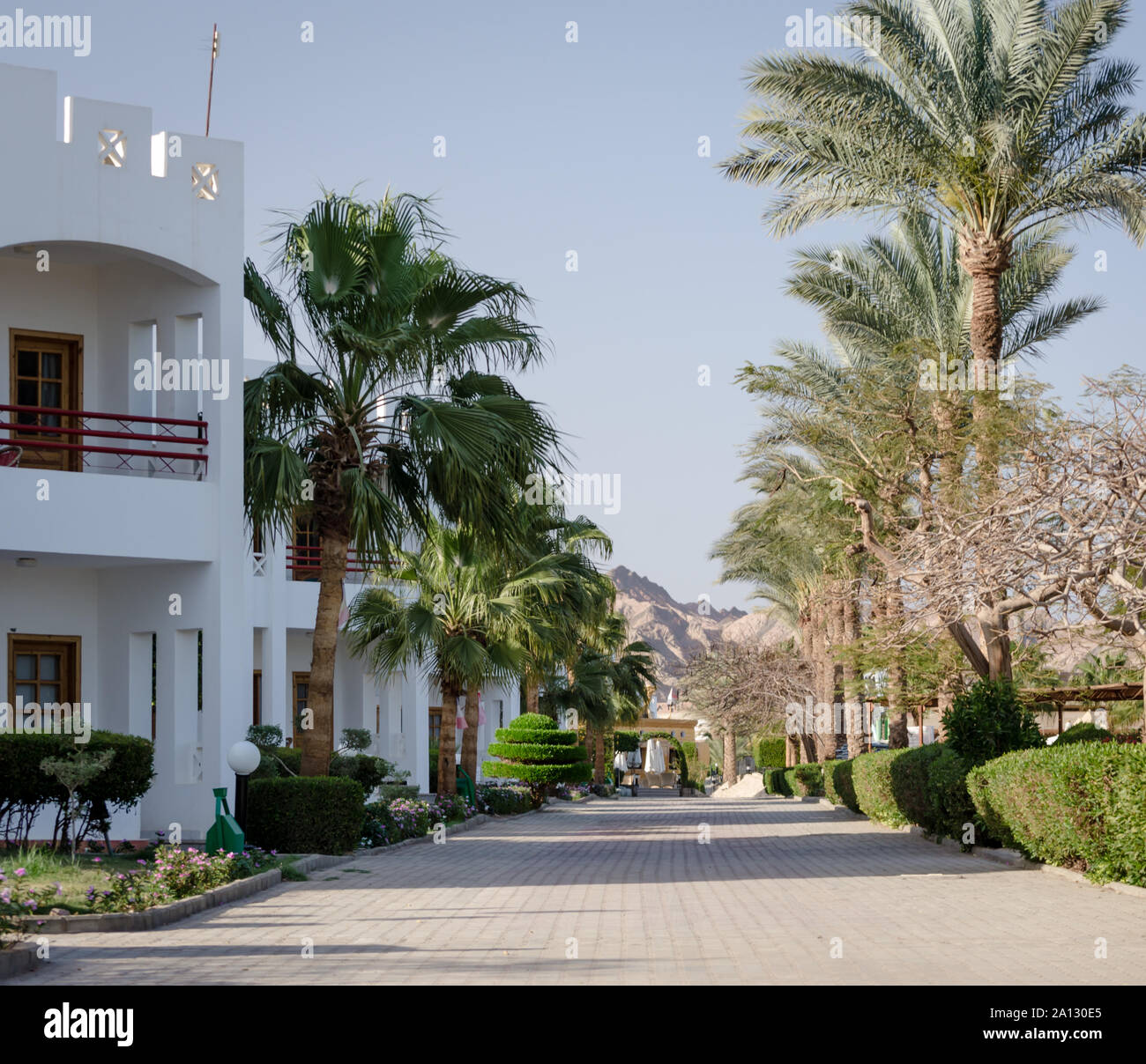Green trees palm bushes hi-res stock photography and images - Alamy
