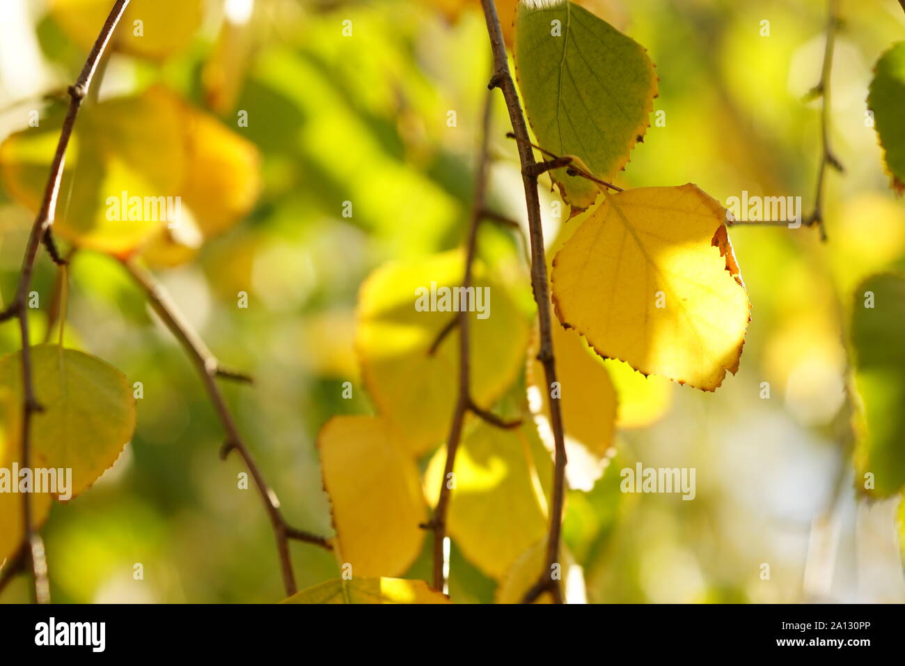 Autumnal birch tree leaves on the branches, autumn sunny garden Stock ...