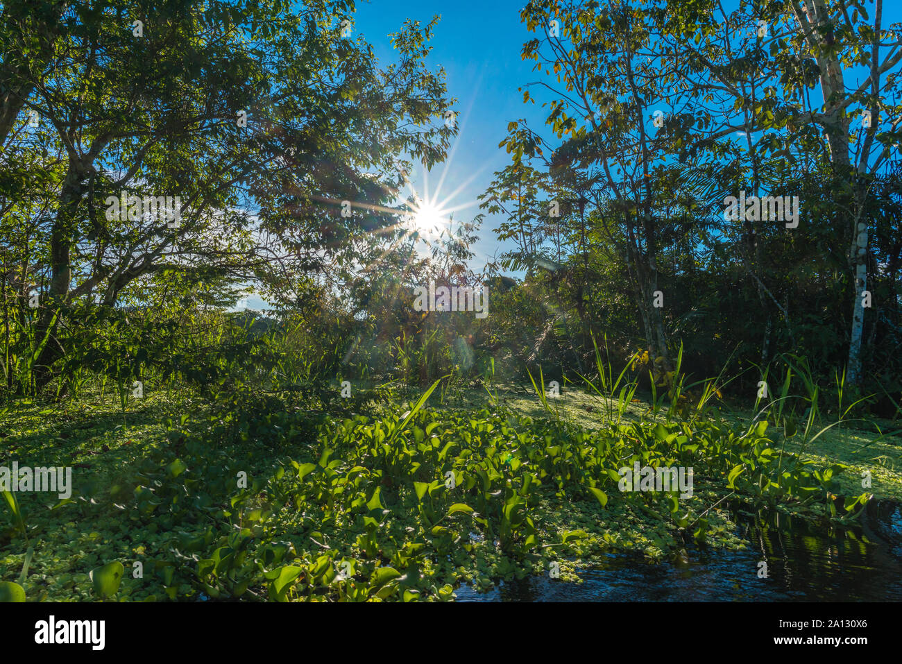 Brazilian rainforest at end of rainy season in  May, Mamirauá Sustainable Development Reserve, Rio Japurá,Tefé, state of Amazon, Brazil, Latin America Stock Photo