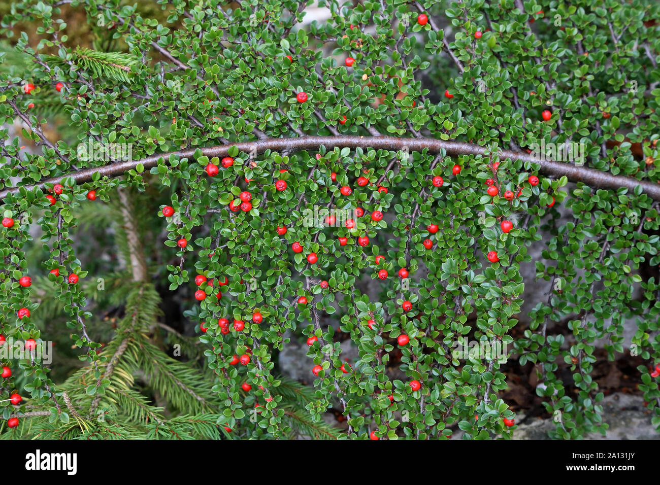 Beautiful red berries ripen on the branches Stock Photo - Alamy