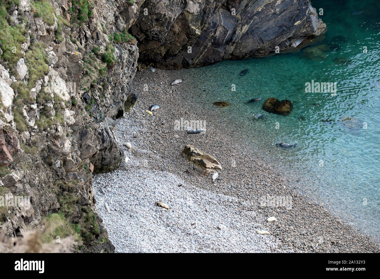 Baby seals hires stock photography and images Alamy
