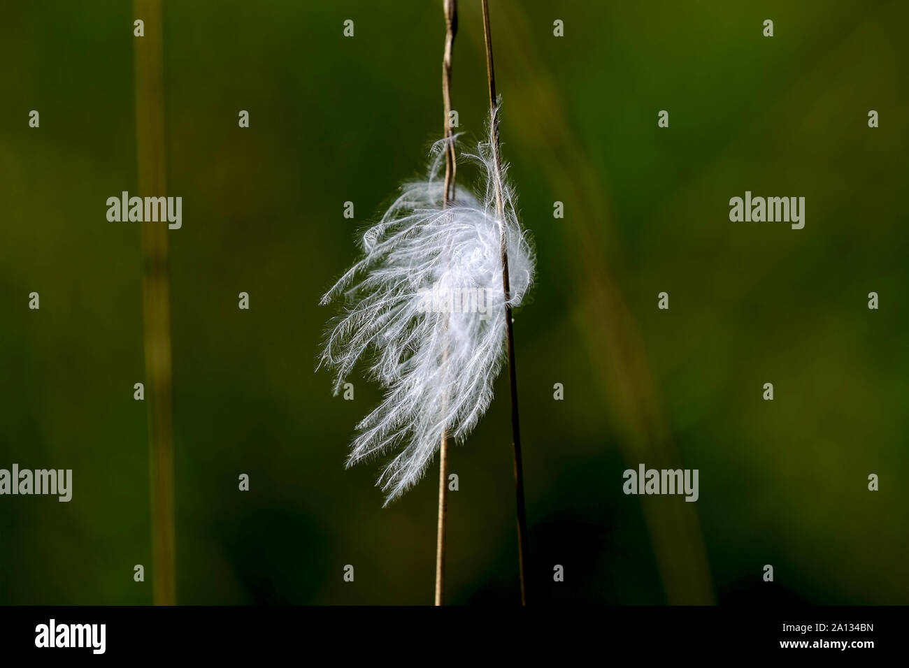 fluffy feather down stuck on agrass Stock Photo