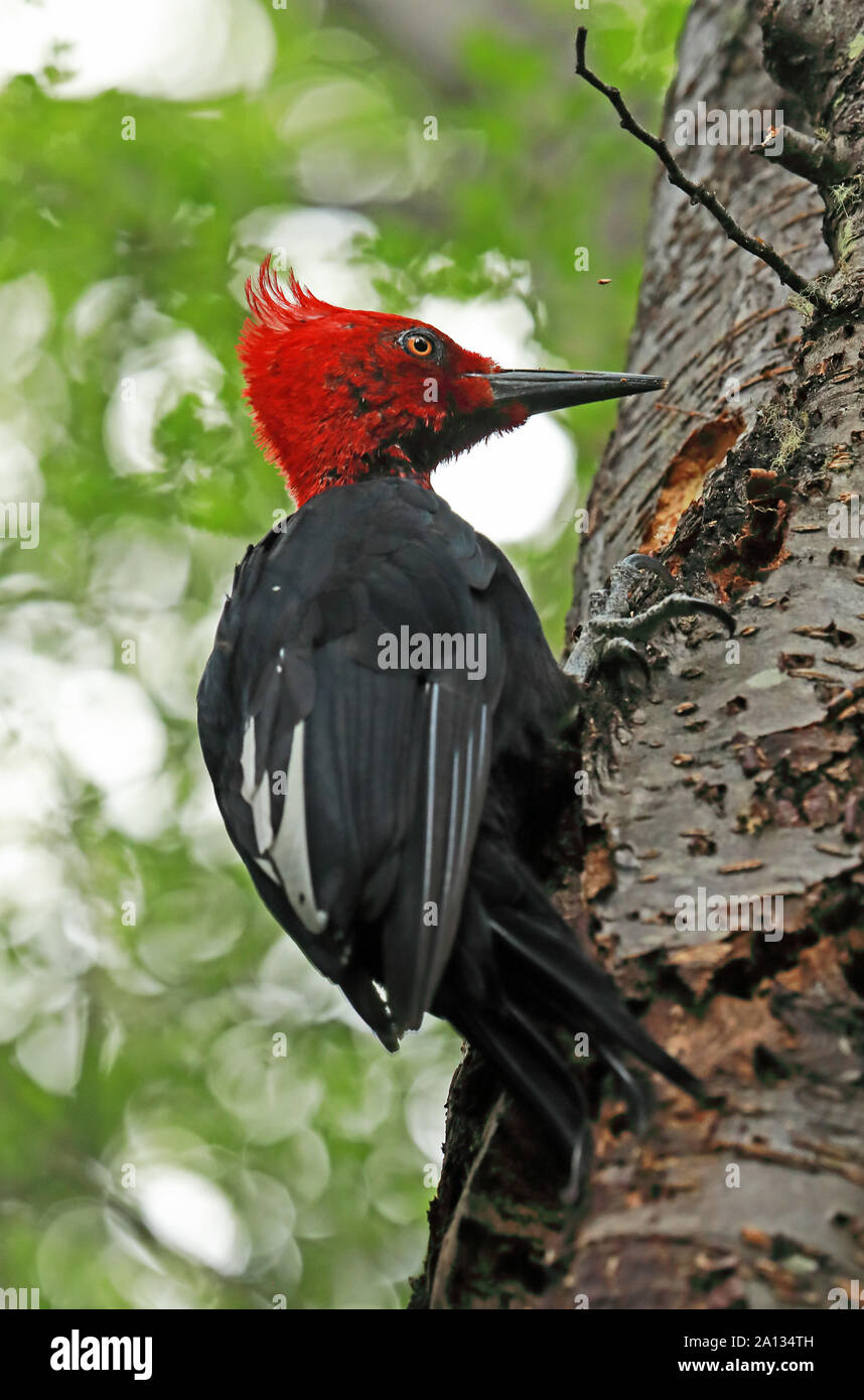 Magellanic Woodpecker (Campephilus magellanicus) adult male drilling hole in tree  Punta Arenas, Chile                  January Stock Photo