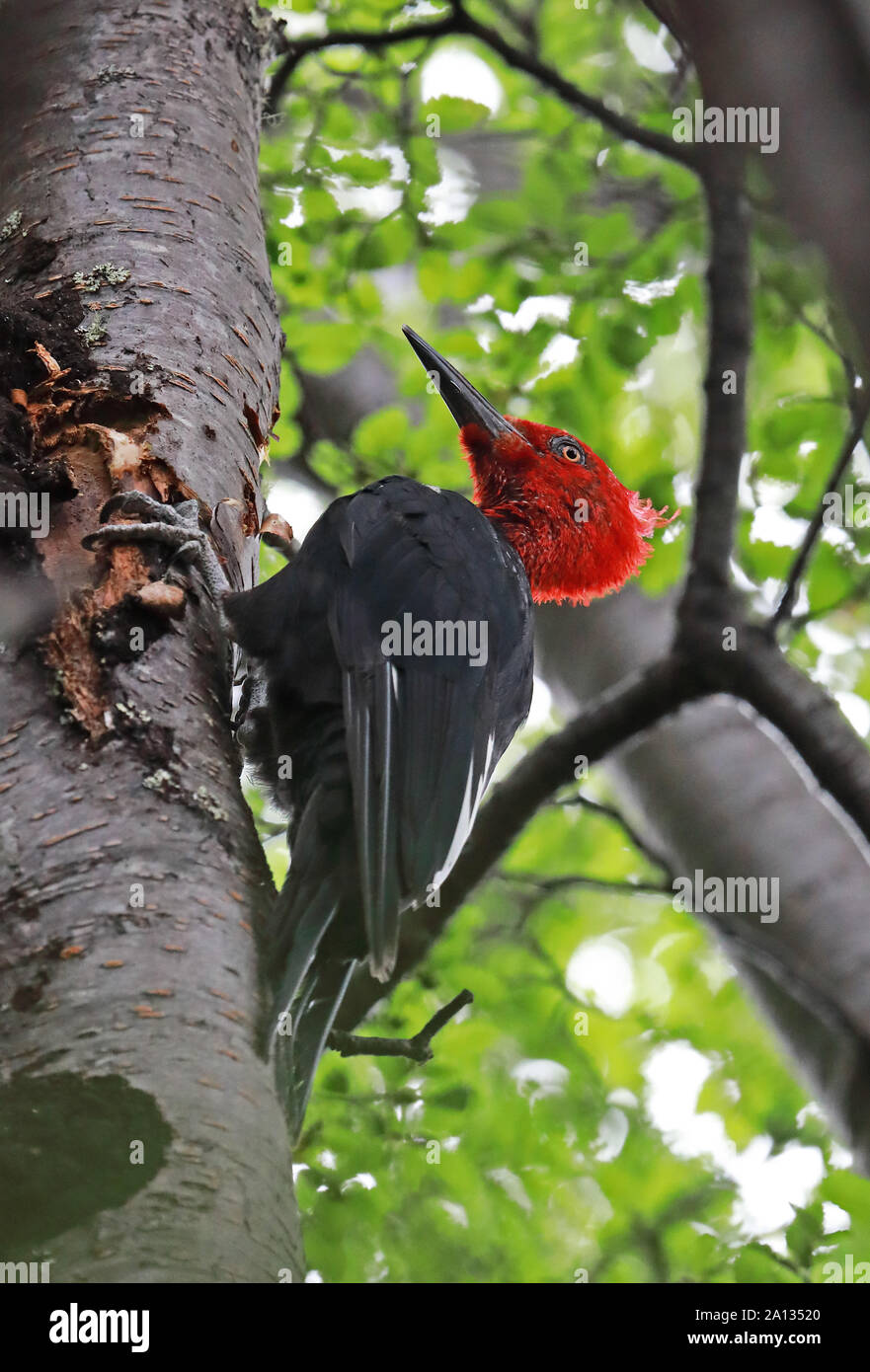 Magellanic Woodpecker (Campephilus magellanicus) adult male clinging to tree  Punta Arenas, Chile                       January Stock Photo