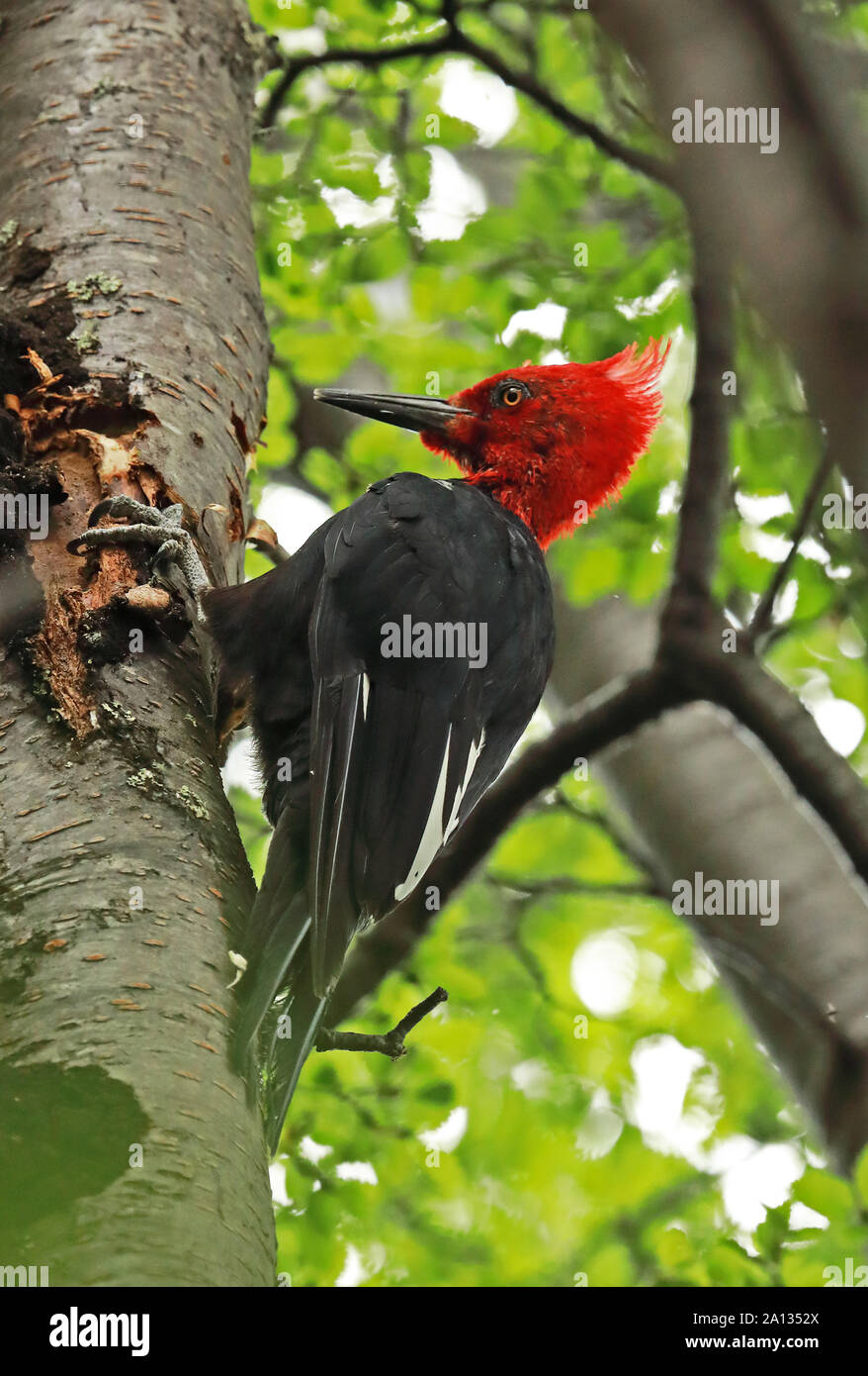 Magellanic Woodpecker (Campephilus magellanicus) adult male clinging to tree  Punta Arenas, Chile                       January Stock Photo