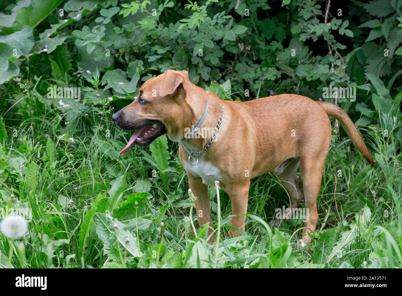 Cute american pit bull terrier puppy is standing on a green grass in