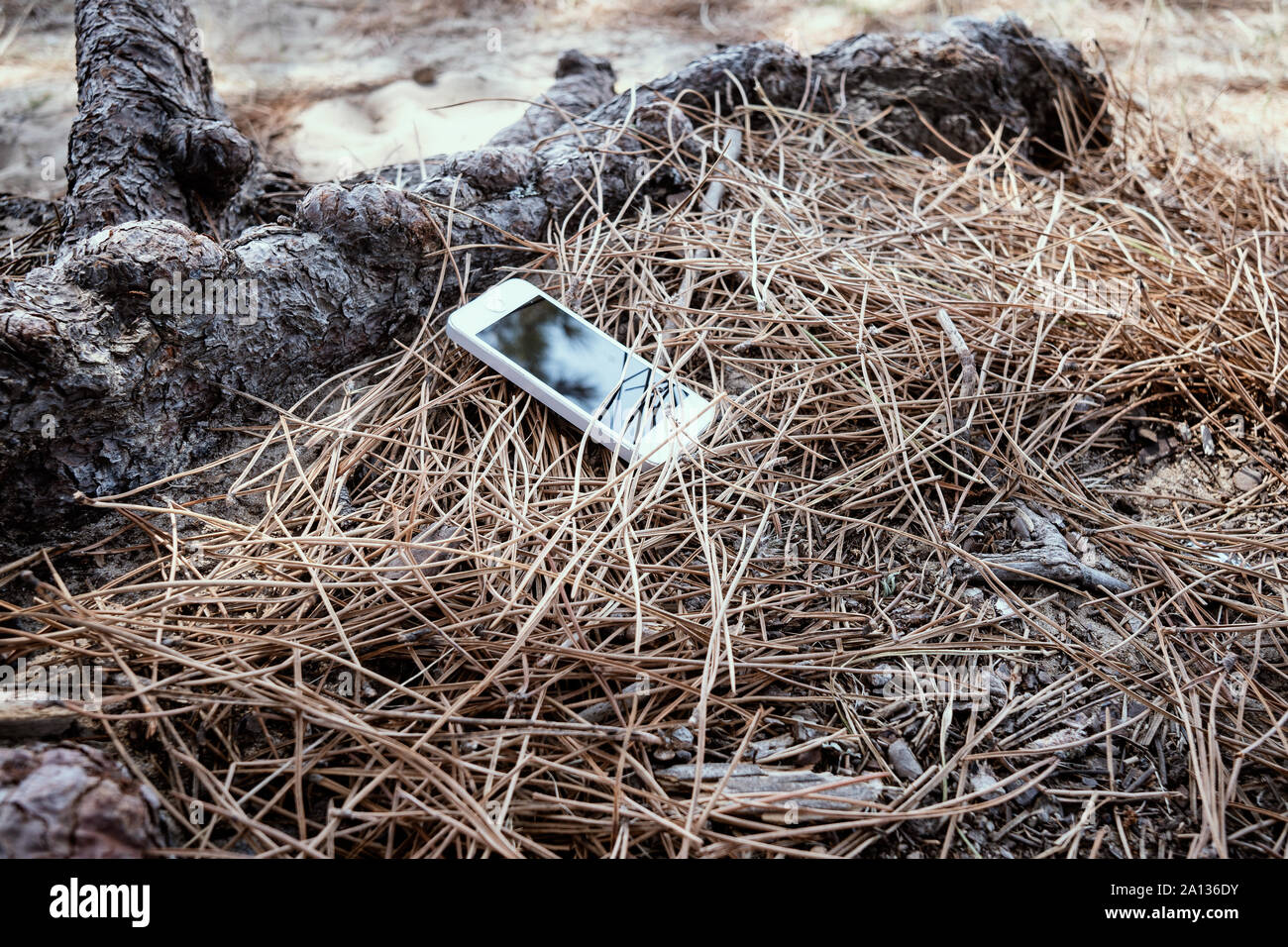 Smart phone lost in the forest. Forgotten device concept Stock Photo