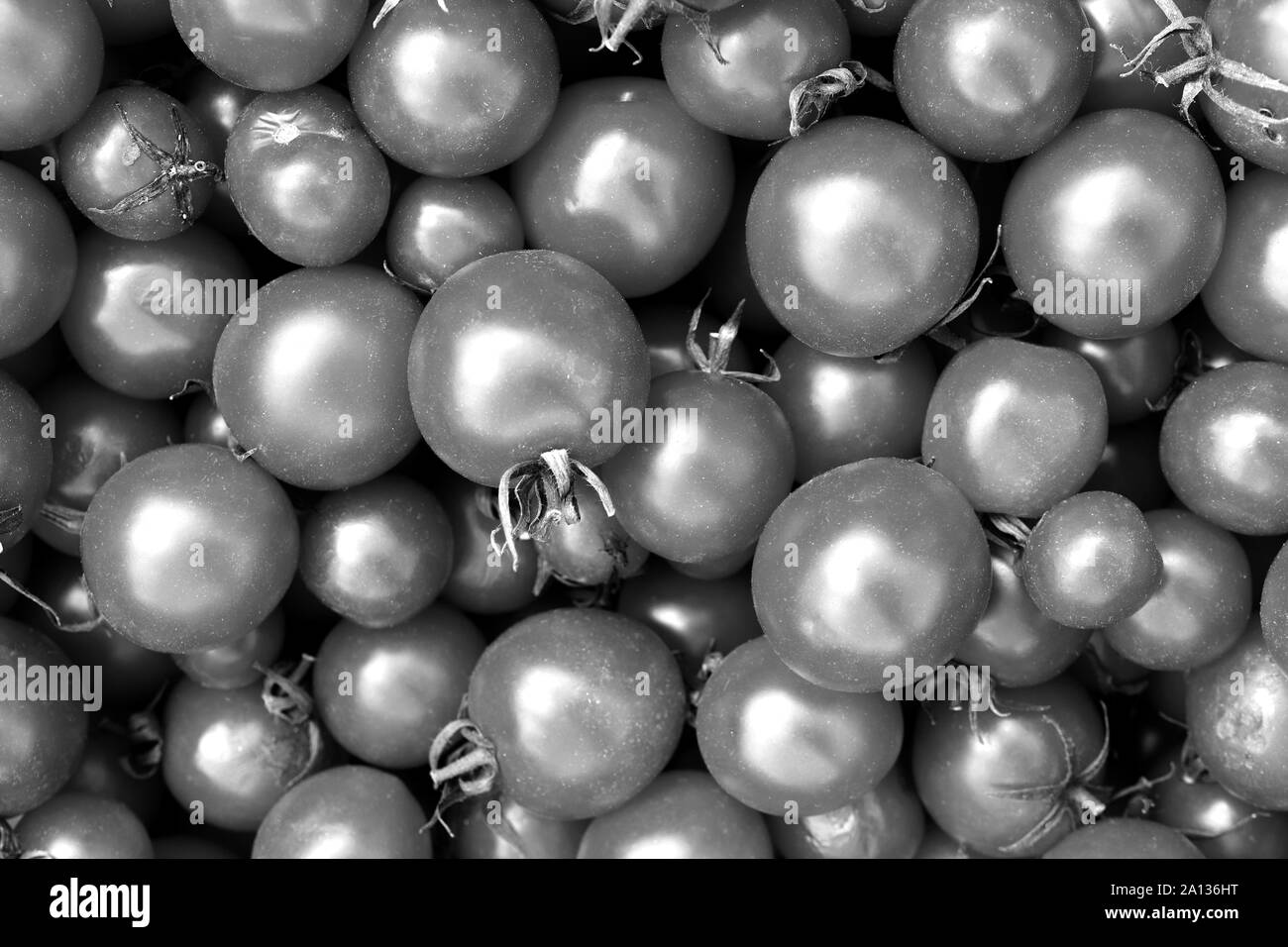Black and white tomatoes filling texture. Fresh tomato vegetable background. Stock Photo