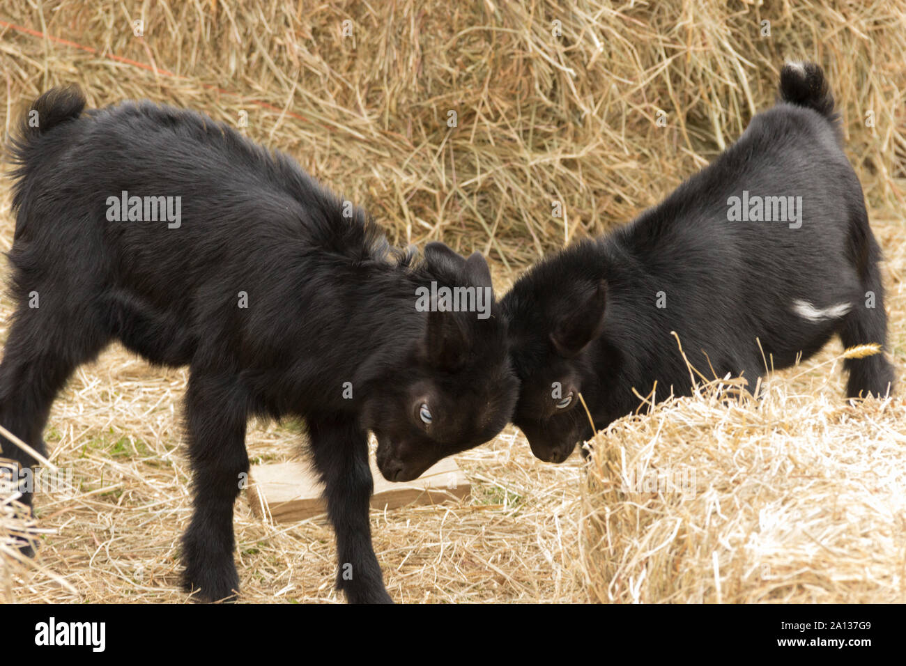 Baby goats head butting on a farm Stock Photo Alamy