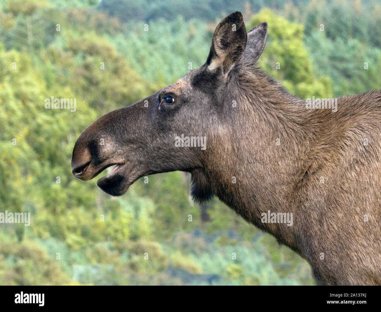 Moose or elk Alces alces female (captive) Stock Photo