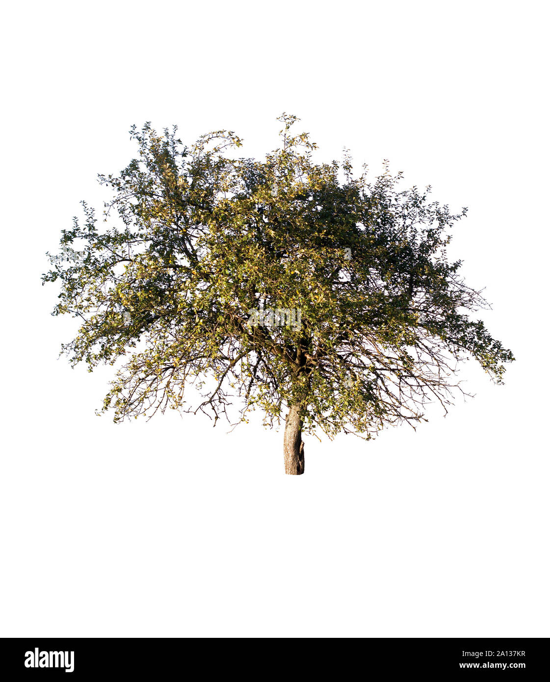 Green leaf pear tree Cut Out Stock Images & Pictures - Alamy