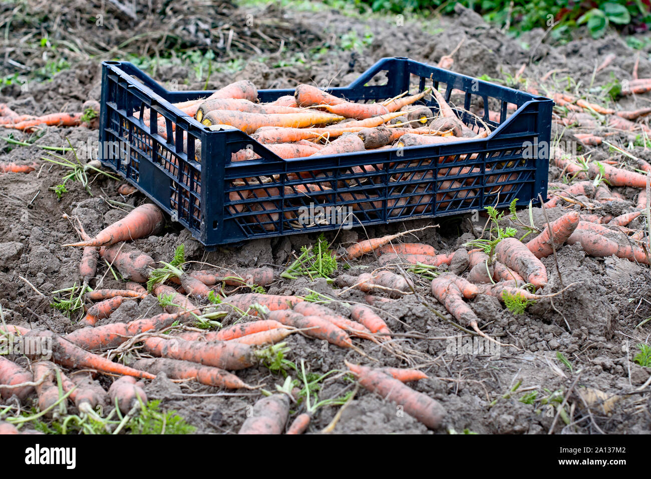 fresh harvested carrots on the ground Stock Photo