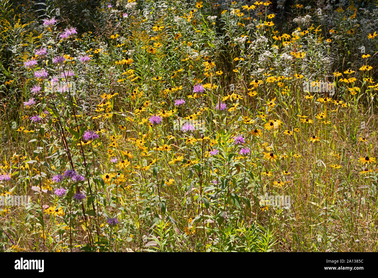 Wildflowers near the Trans Canada Highway, Northern Ontario, Canada Stock Photo