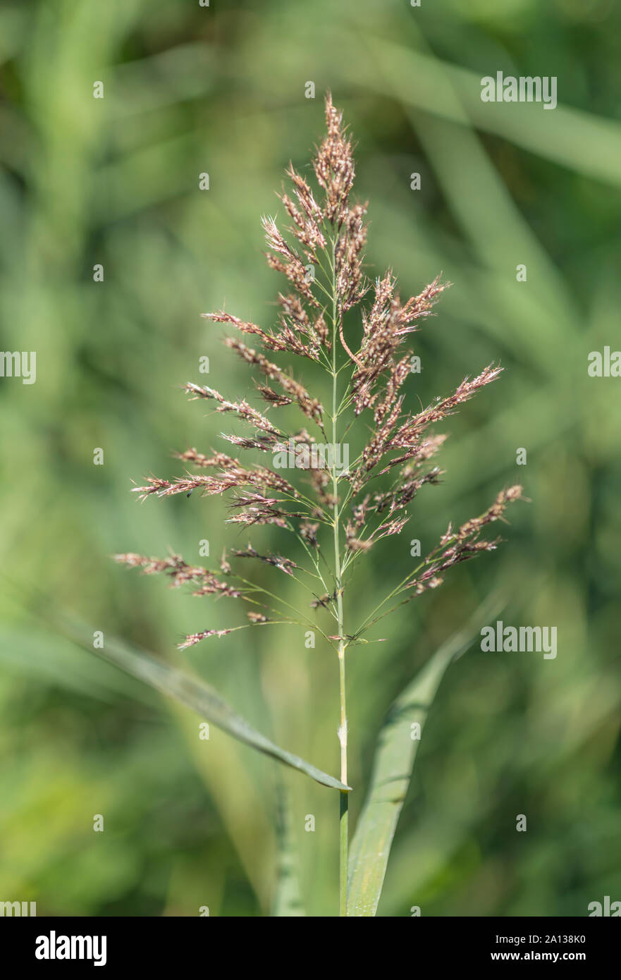 Common Reed / Phragmites australis or Phragmites communis flower head panicle (end of season). Don't  confuse with Bulrush / Reedmace - Typha species. Stock Photo