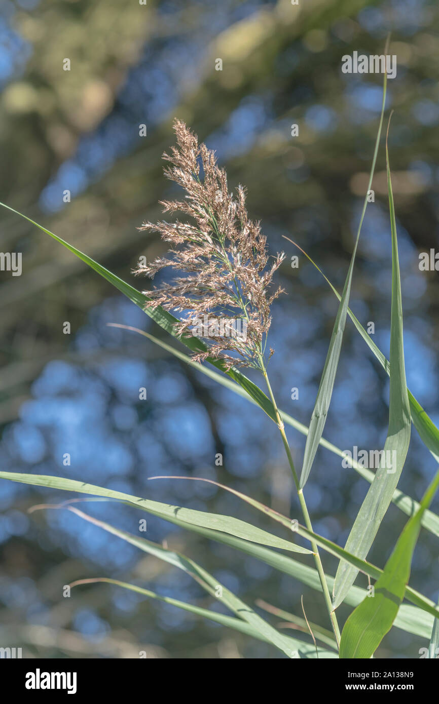 Common Reed / Phragmites australis or Phragmites communis flower head panicle (end of season). Don't  confuse with Bulrush / Reedmace - Typha species. Stock Photo