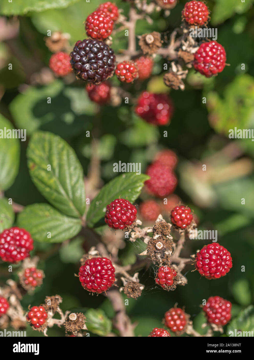 Unripe red blackberries of Bramble / Rubus fruticosus in sunshine. One blackberry almost ripe. Stock Photo
