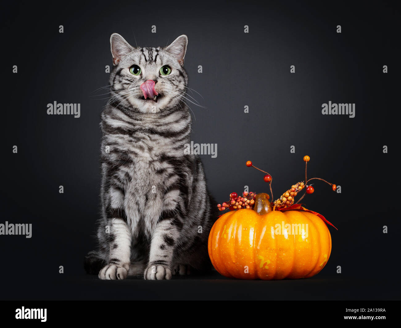 Handsome silver tabby British Shorthair cat, sitting beside orange pumpkin. Looking beside lens with mesmerizing green eyes and licking nose with pink Stock Photo