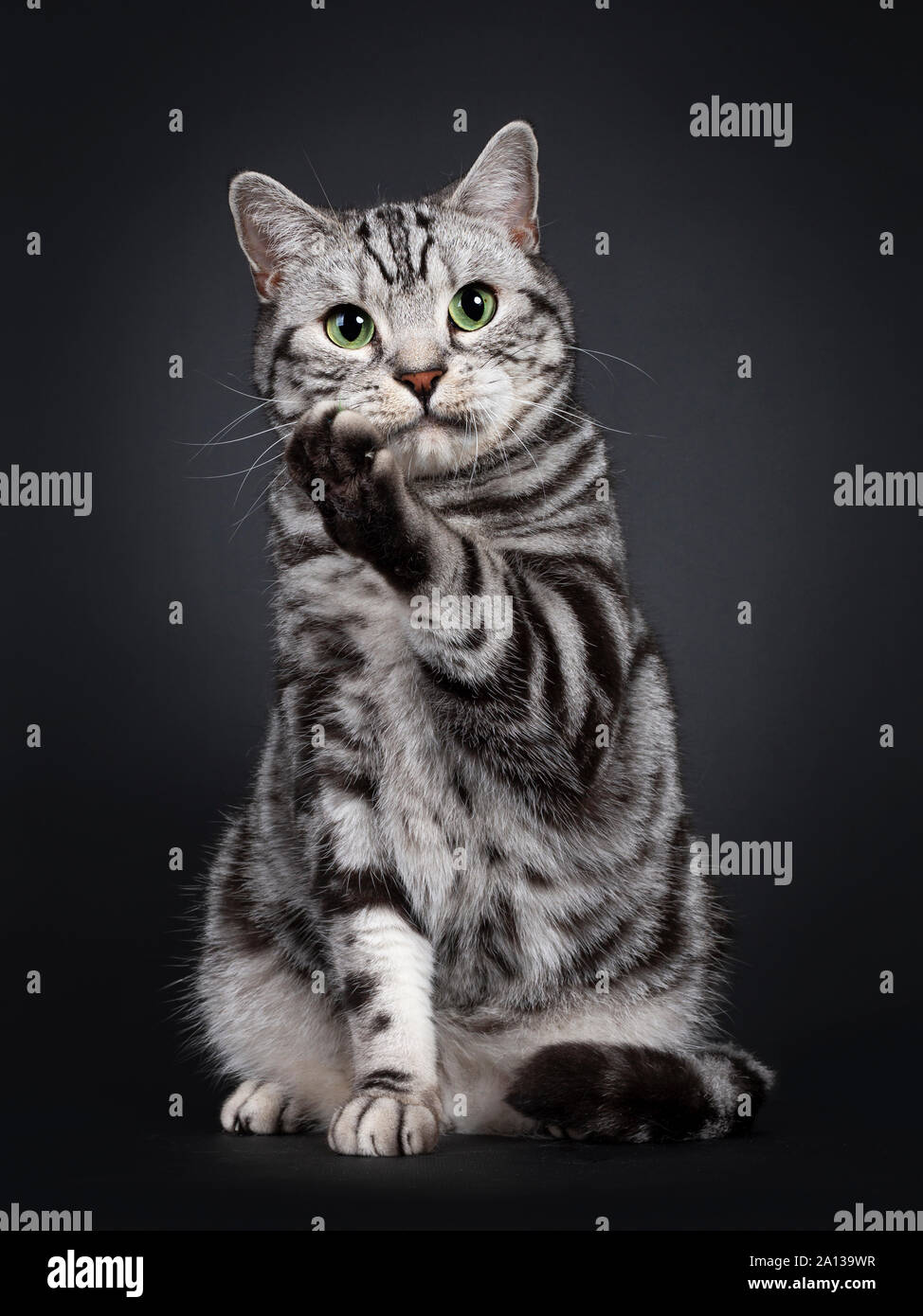 Handsome silver tabby British Shorthair cat, sitting up facing front. Looking at lens with mesmerizing green eyes. Isolated on black background. One p Stock Photo