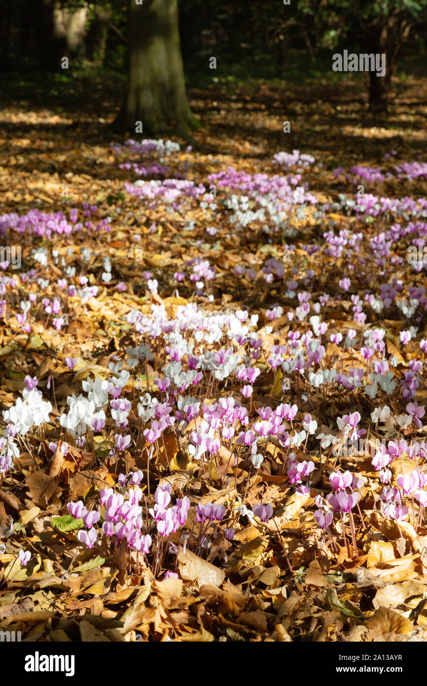 Hardy purple and white cyclamen flowers,  Primulaceae, flowering in autumn in woodland shade, Cambridgeshire England UK Stock Photo