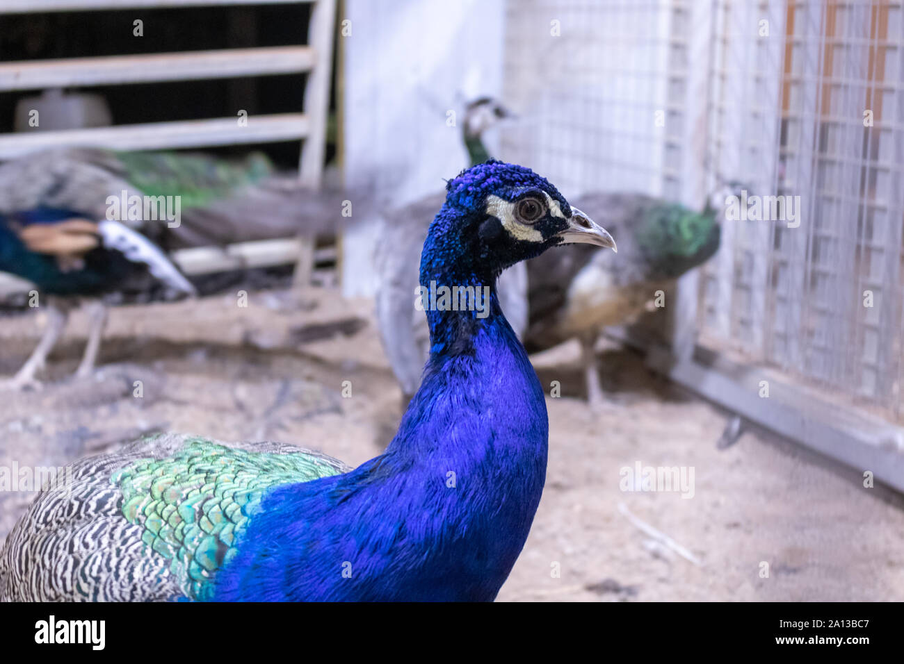 Peafowl is a common name for three species of birds in the genera Pavo and Afropavo of the Phasianidae family, the pheasants and their allies. Male pe Stock Photo