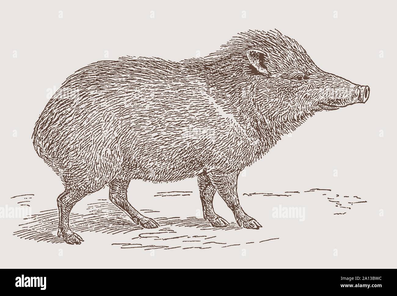 Collared peccary (pecari tajacu) in side view. Illustration after an engraving from the 19th century Stock Vector