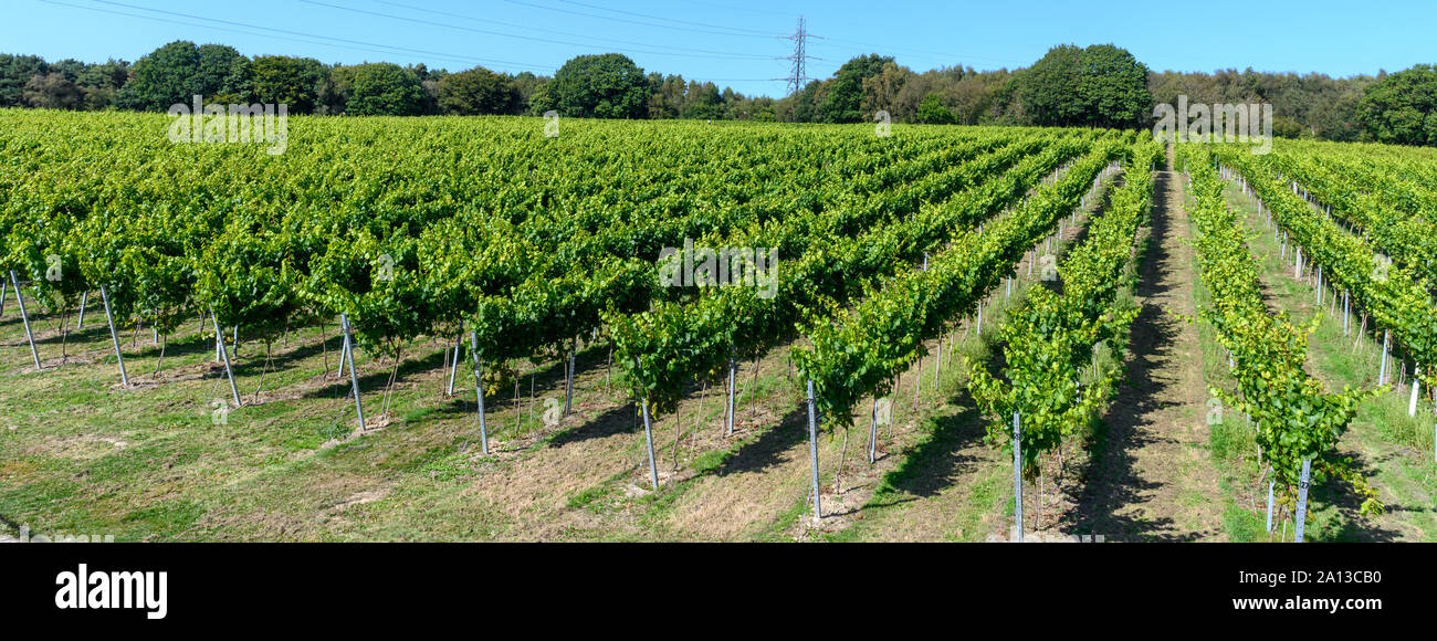 Grapes and grape vines at Bolney Wine Estate Vineyard Bolney