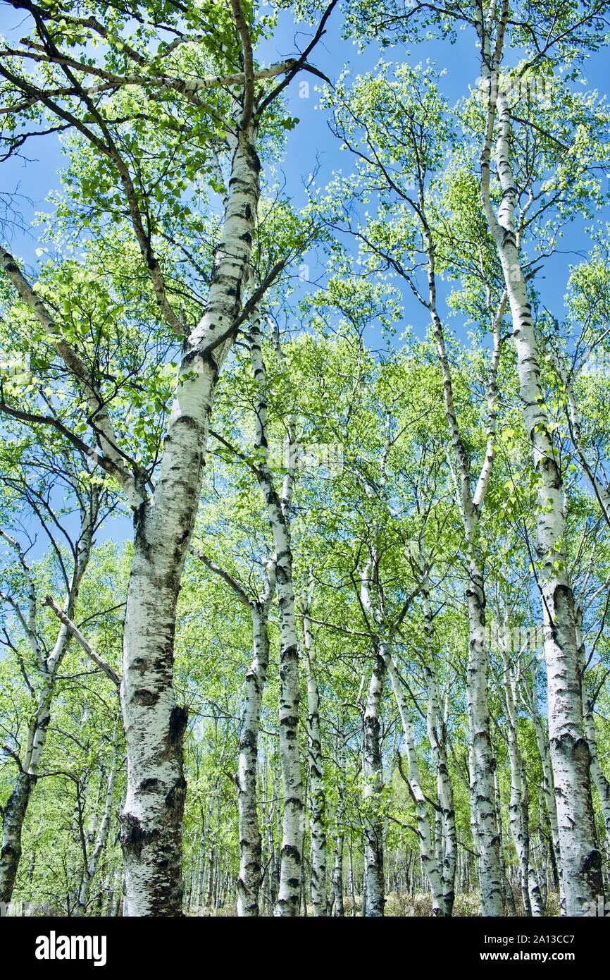 Birch Trees Stock Photo