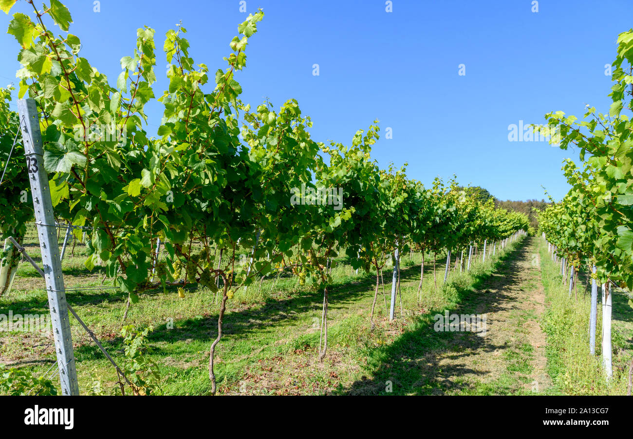 Grapes and grape vines at Bolney Wine Estate Vineyard Bolney