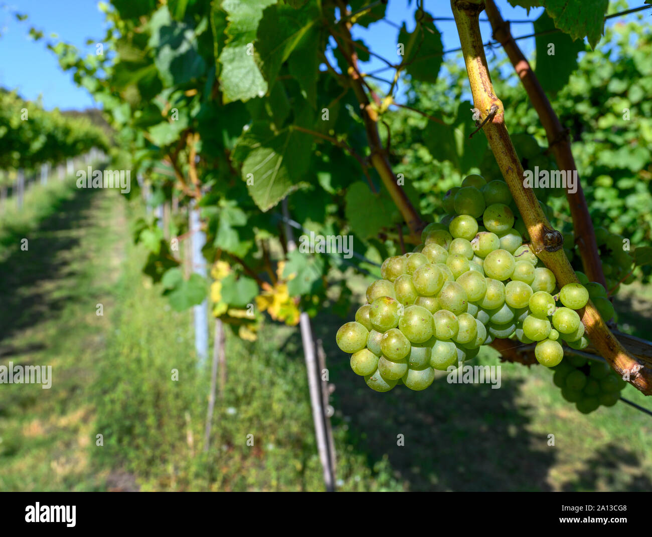 Grapes and grape vines at Bolney Wine Estate Vineyard Bolney