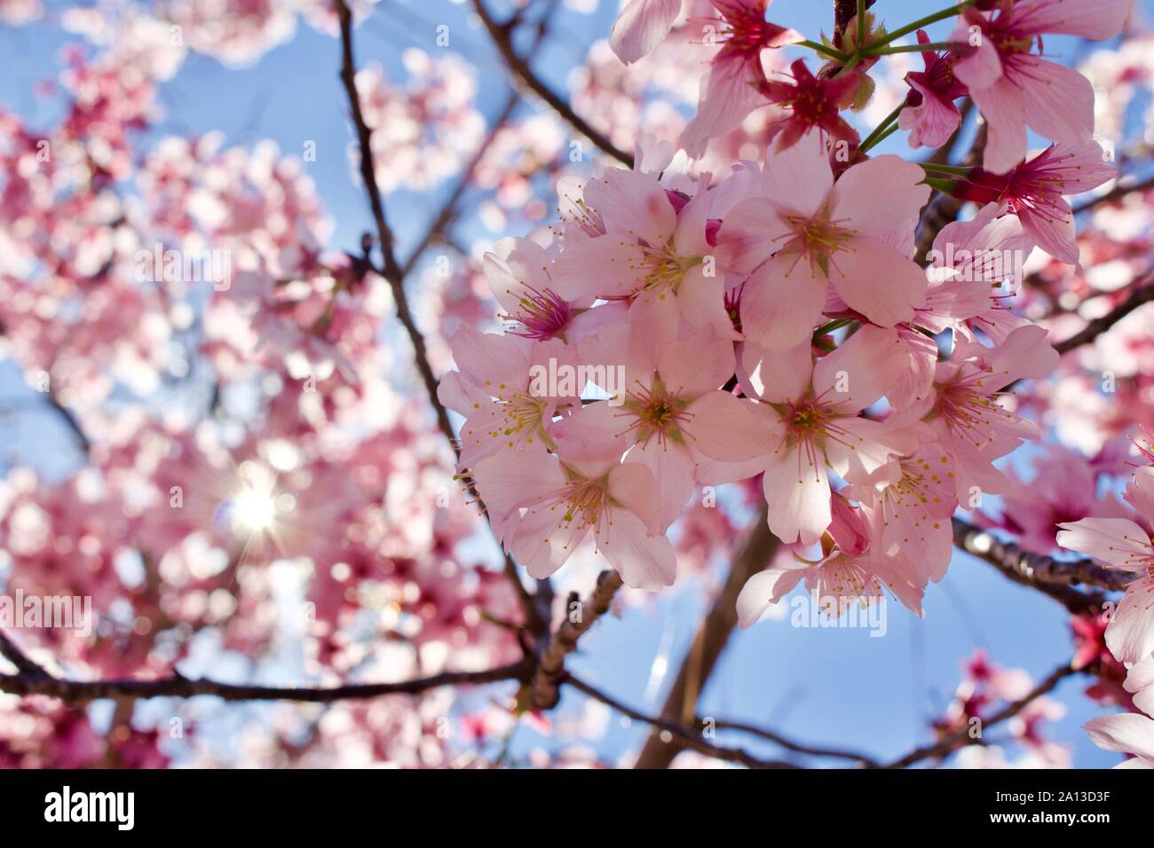Spring in Japan Stock Photo