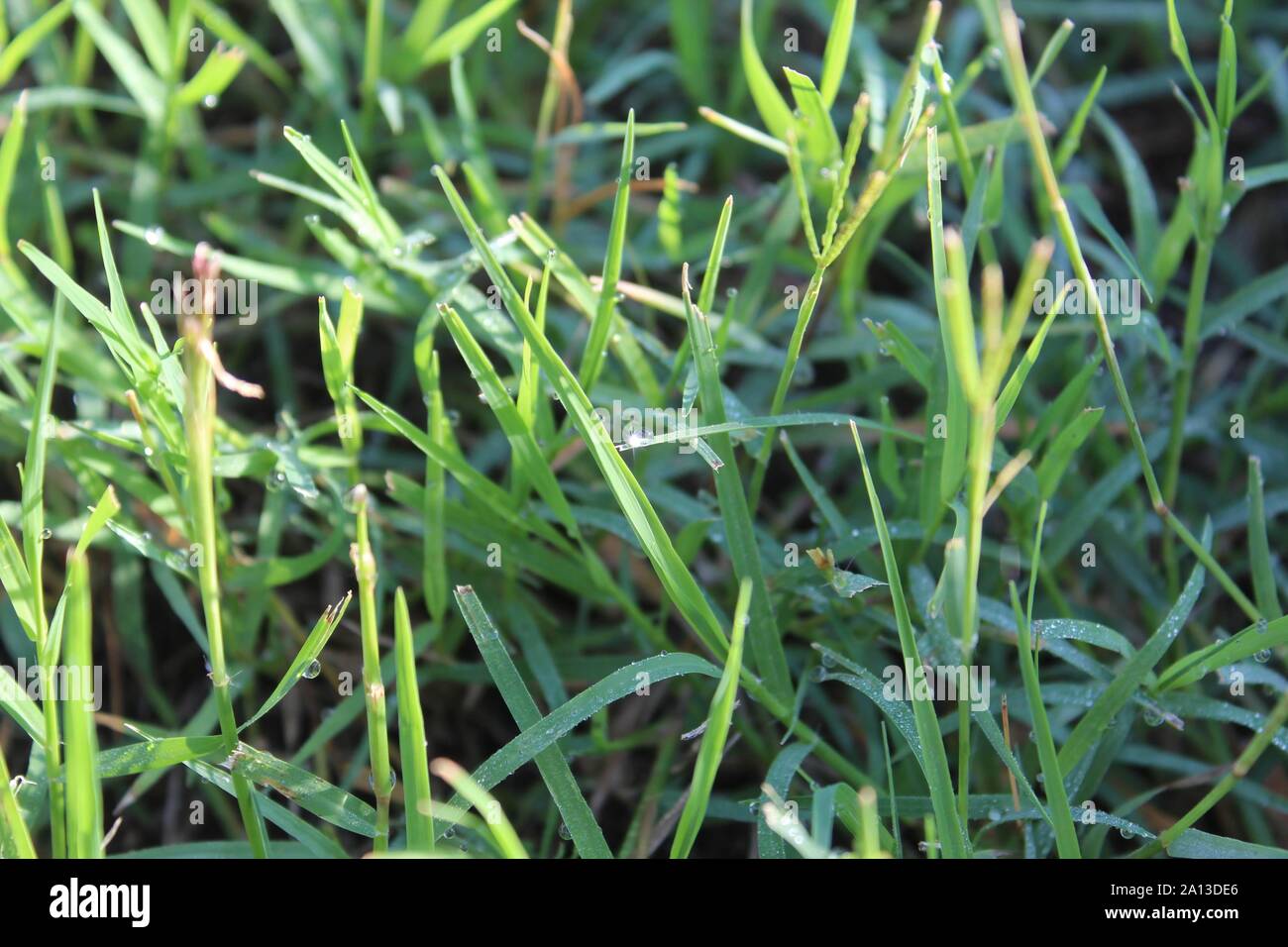 Close up of grass with dew in the morning light and a small sun flare, Stock Photo