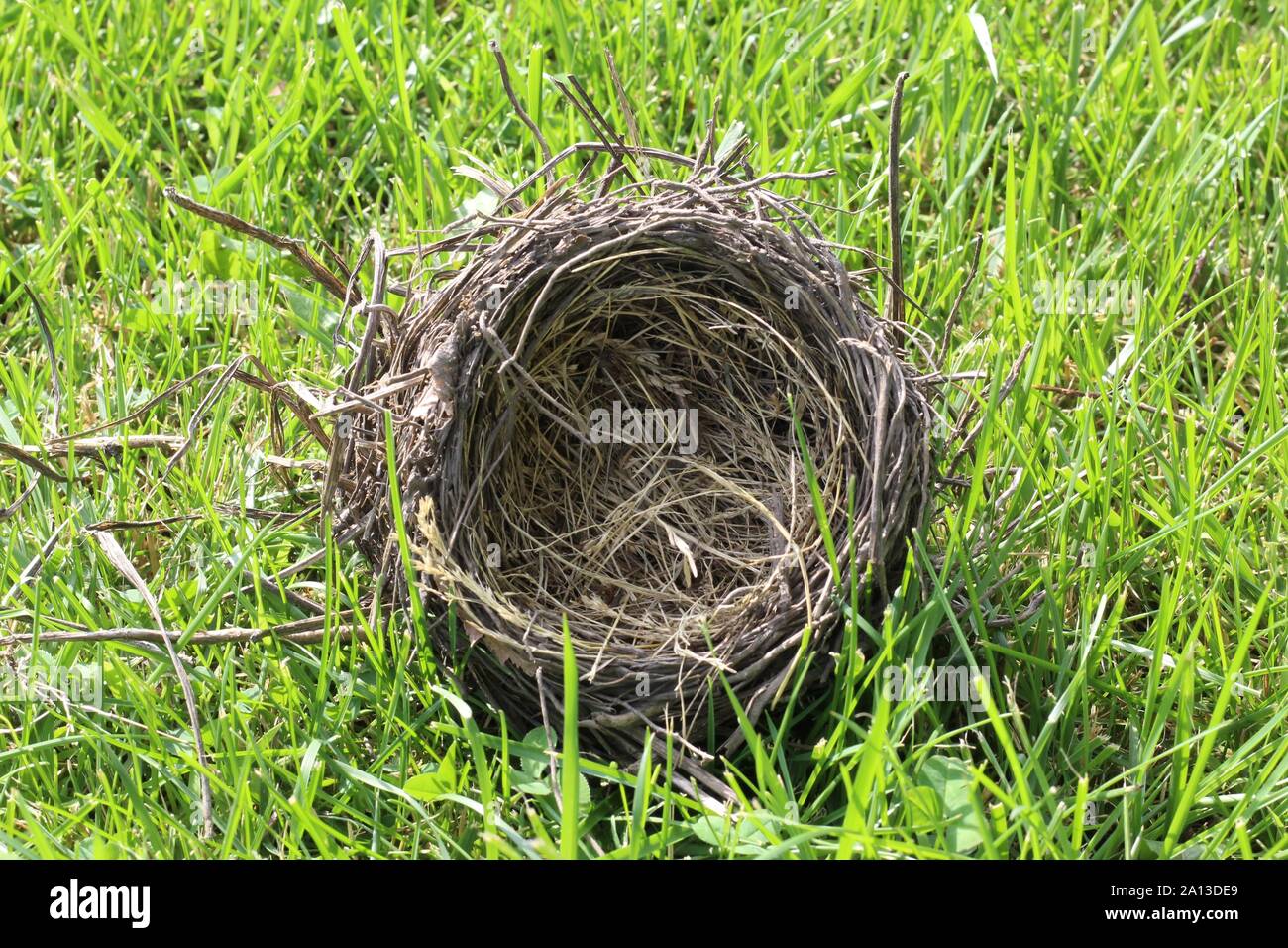 Abandoned bird nest that has fallen out of a tree Stock Photo Alamy