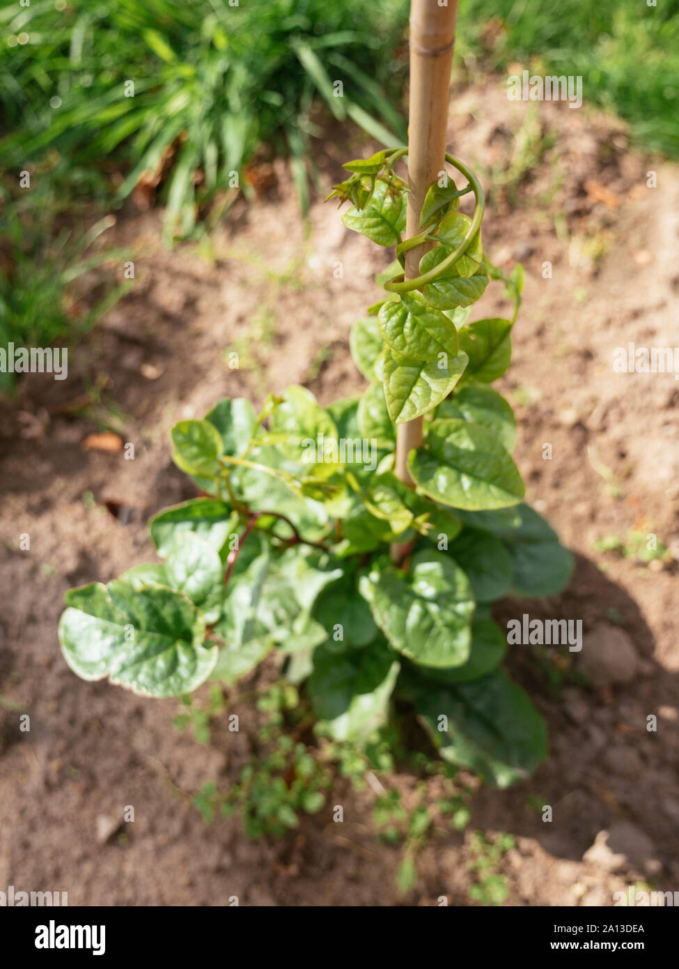 Malabar Spinach (Basella alba) growing in a garden. Stock Photo