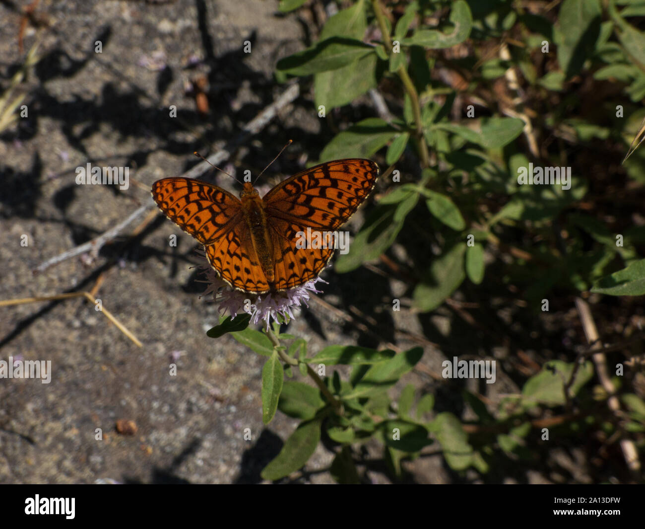 Mylitta crescent resting on thistle Union valley Stock Photo