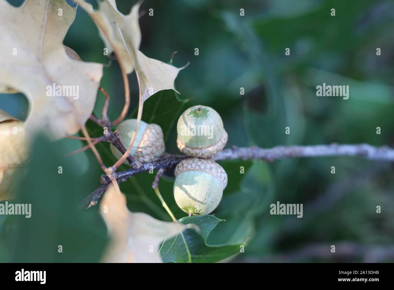 Green acorns hanging on an oak tree. Stock Photo