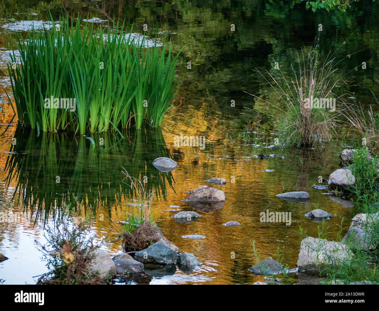Gentle aquatic plants hi-res stock photography and images - Alamy