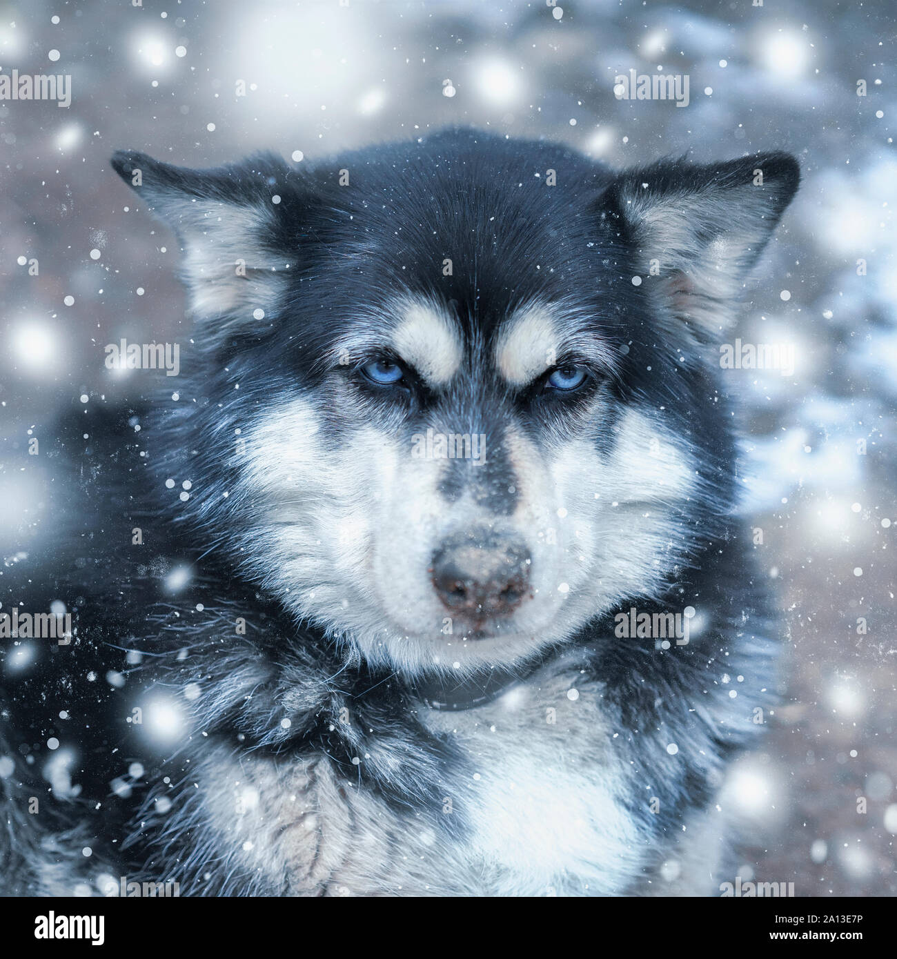 Cute dog husky portrait, funny muzzle with snowflakes in winter ...