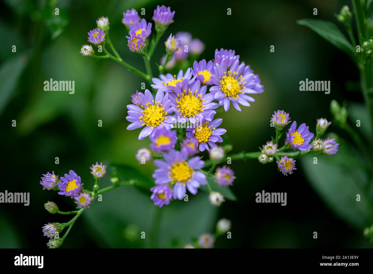 Purple Asters (Asteraceae) - North Carolina Arboretum, Asheville, North Carolina, USA Stock Photo