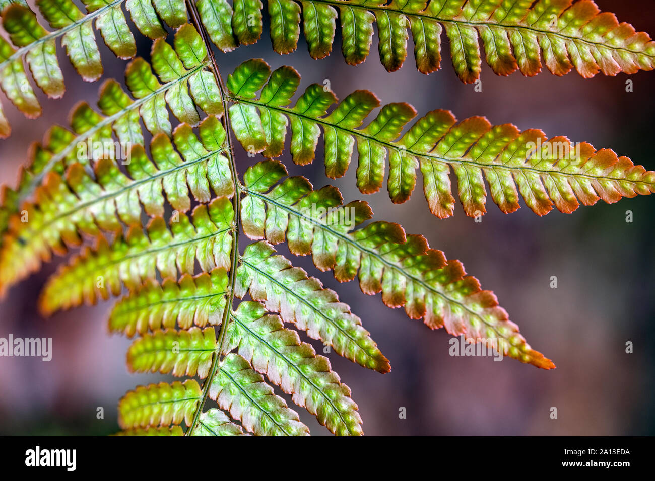 Close-up of a fern at the North Carolina Arboretum, Asheville, North Carolina, USA Stock Photo