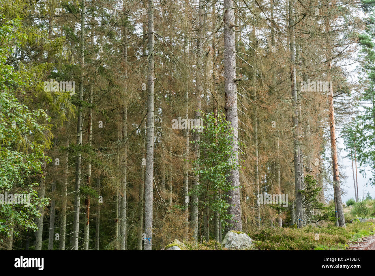 Bark Beetle damaged spruce trees in a coniferous forest Stock Photo - Alamy