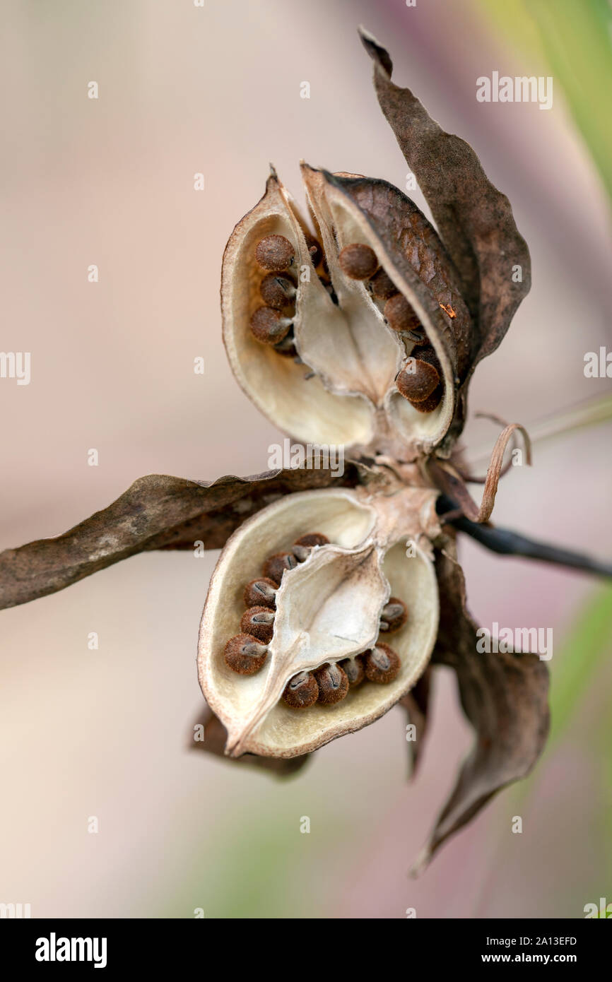 Seed Pod (or Seedhead) of Swamp Hibiscus (Hibiscus coccineus) North