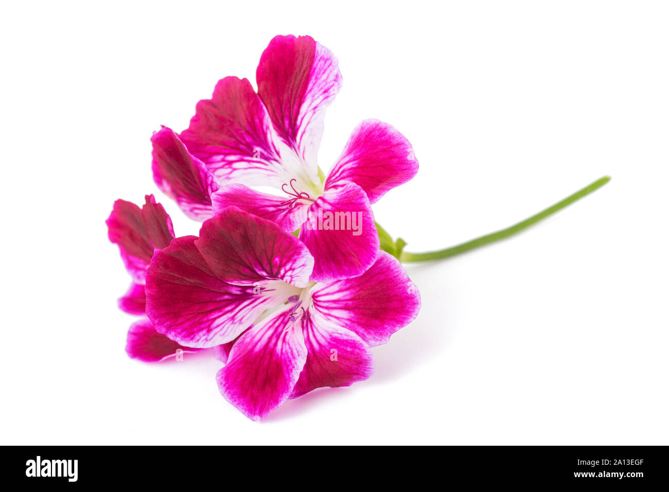 Pelargonium grandiflorum Imperial isolated on white background Stock Photo