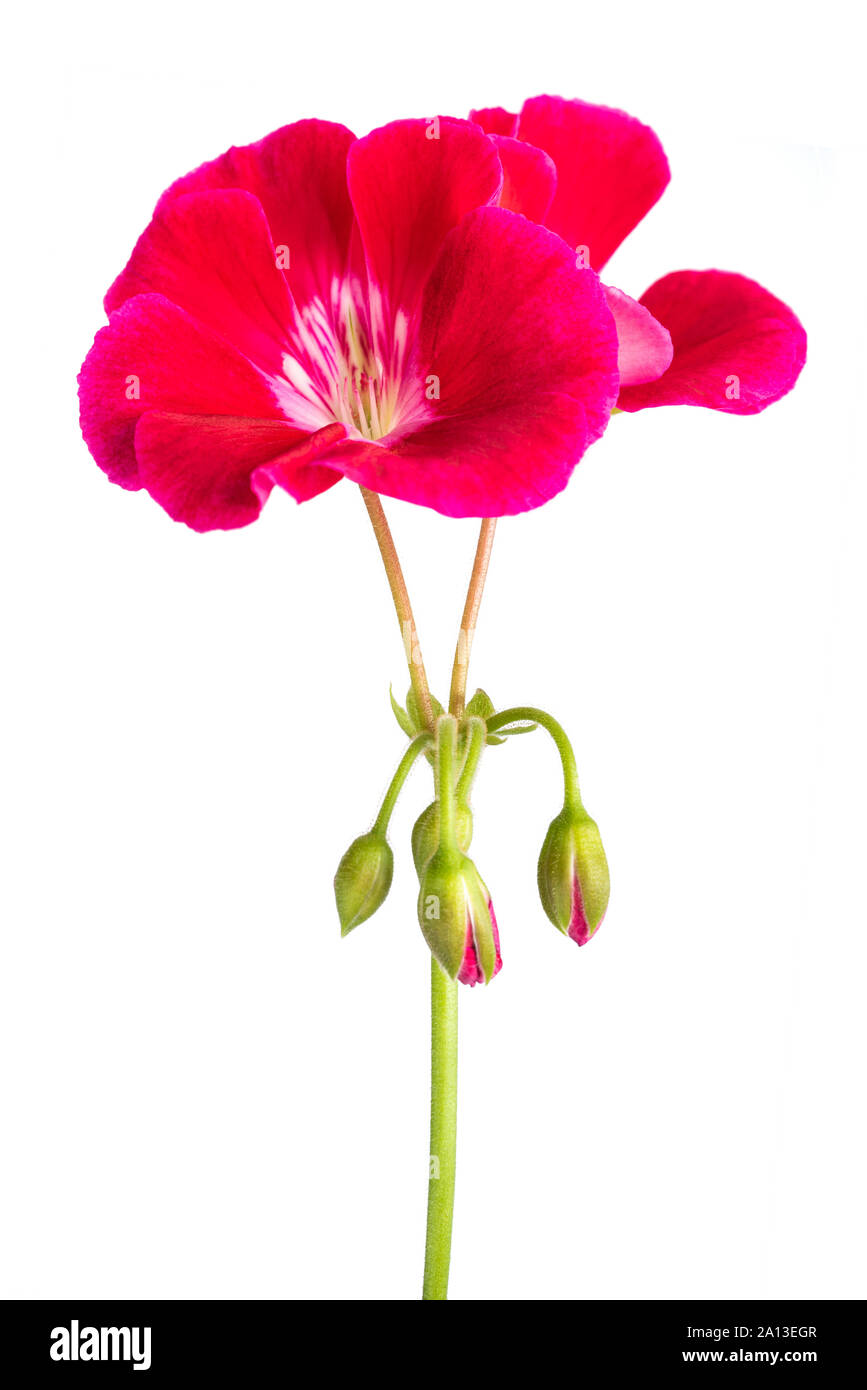 Red pelargonium flowers  isolated on white background Stock Photo