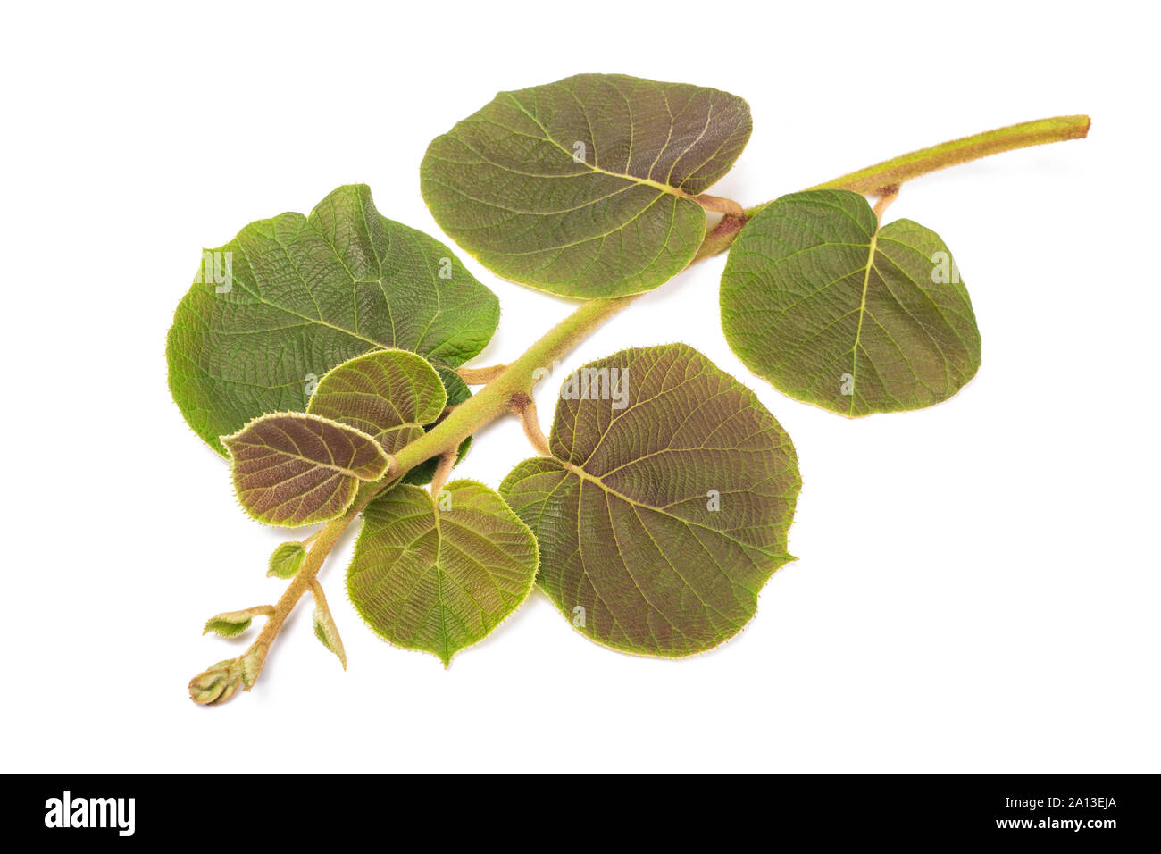 kiwi branch isolated on white background Stock Photo