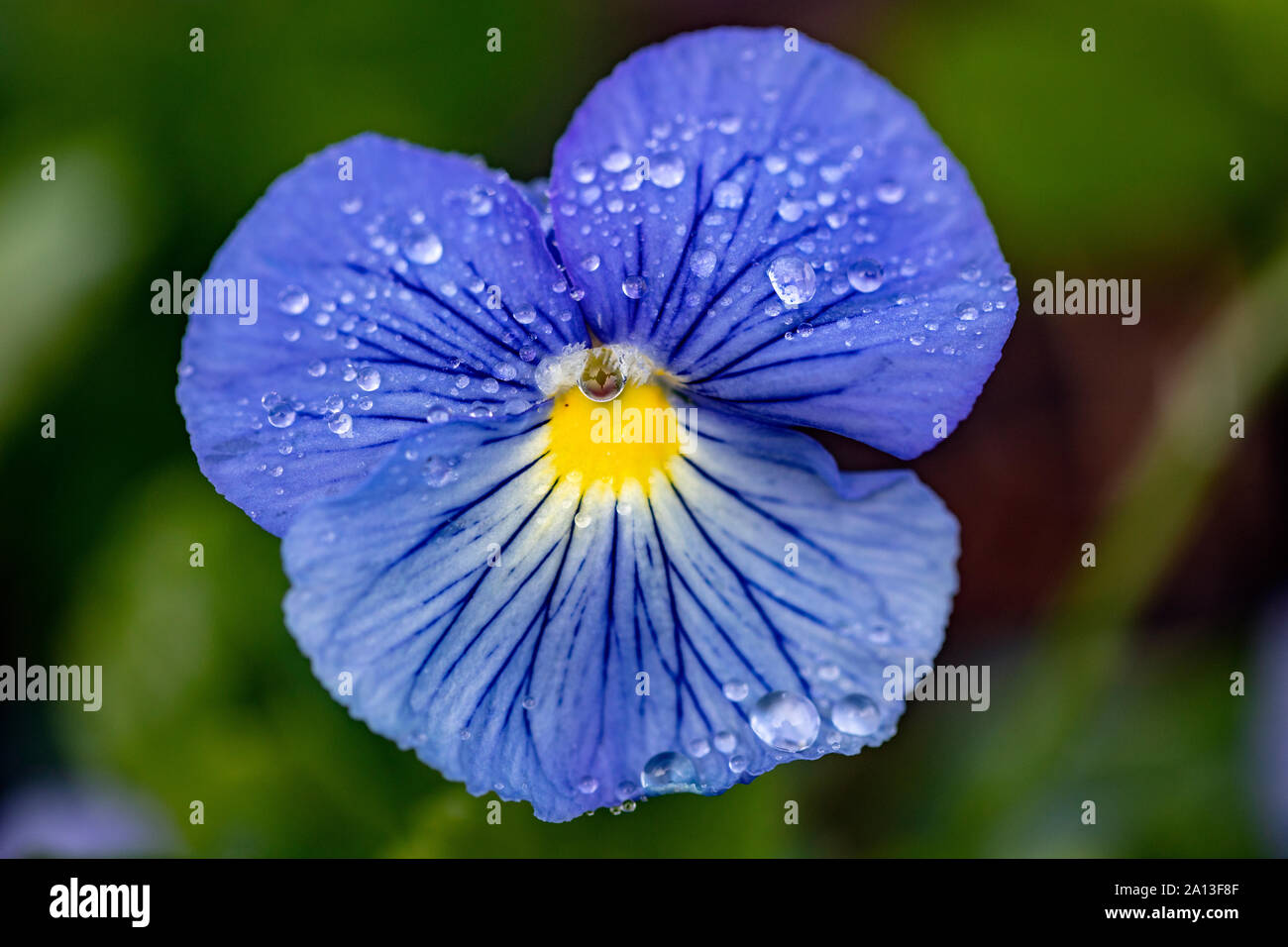 Crown Series Pansy (Viola x wittrockiana 'Blue') - North Carolina Arboretum, Asheville, North Carolina, USA Stock Photo