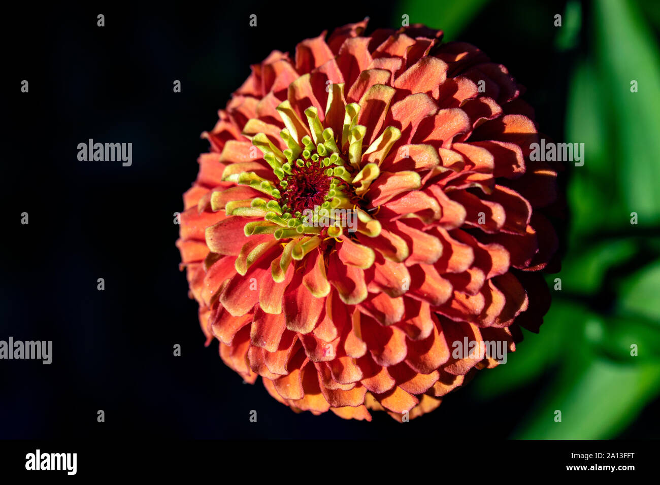 Queen Lime Series Zinnia (Zinnia elegans 'Orange') - North Carolina Arboretum, Asheville, North Carolina, USA Stock Photo