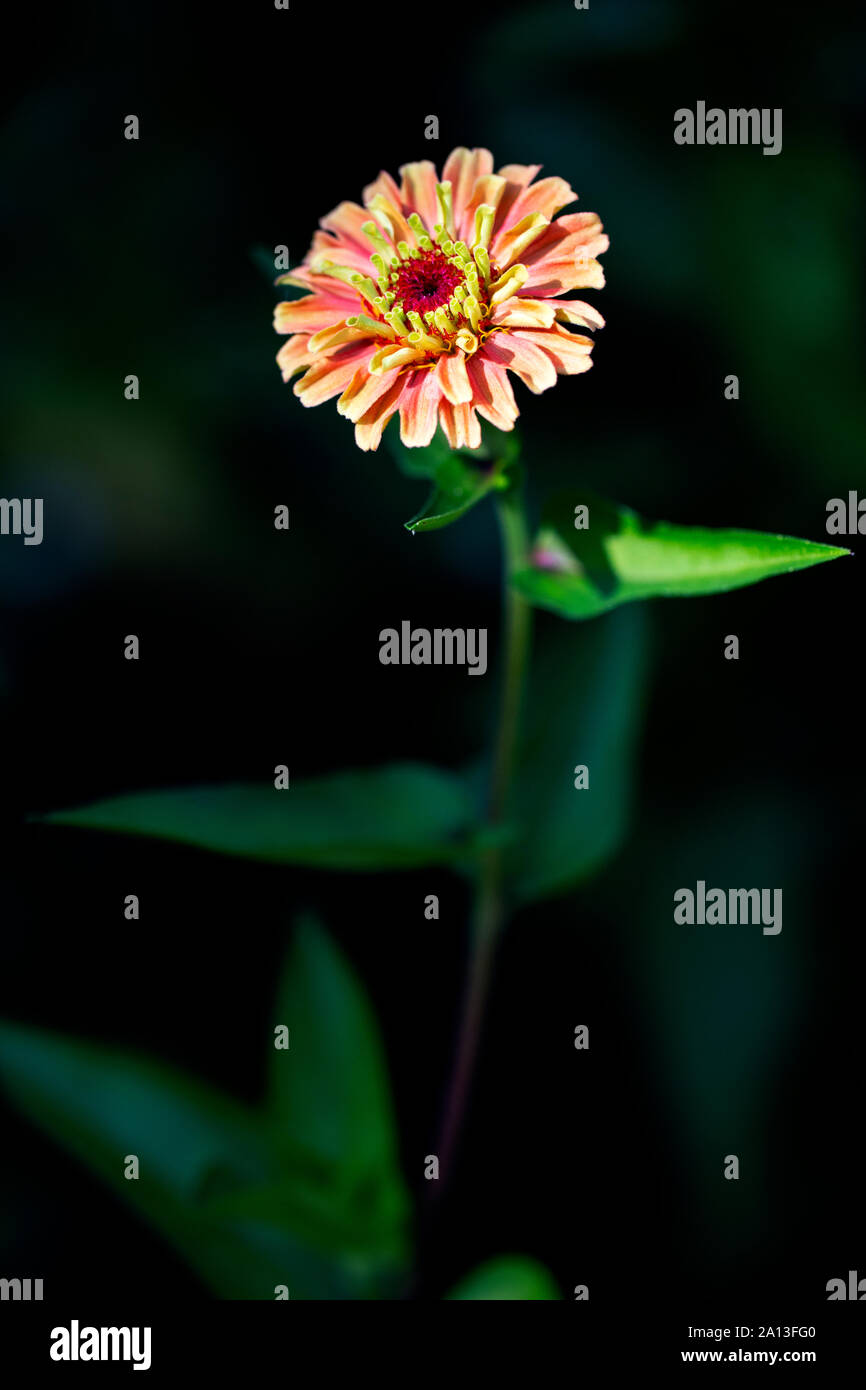 Queen Lime Series Zinnia (Zinnia elegans 'Orange') - North Carolina Arboretum, Asheville, North Carolina, USA Stock Photo