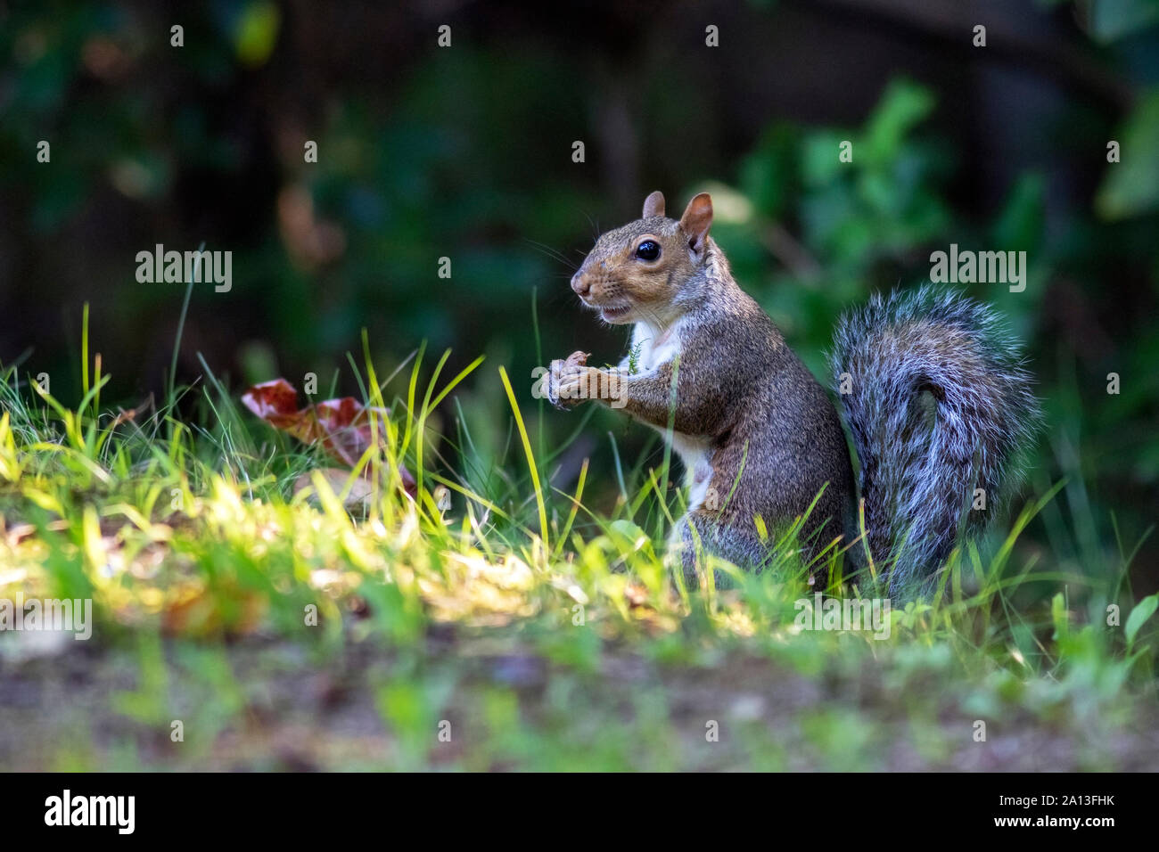 Eastern Gray Squirrel (Sciurus carolinensis) Brevard, North Carolina, USA Stock Photo Alamy