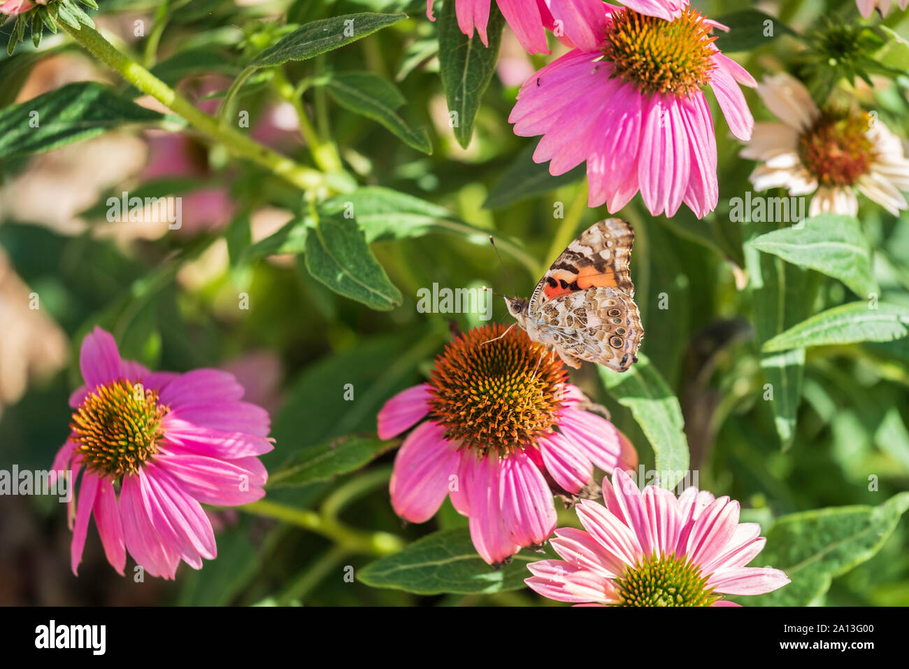 A Painted Lady butterfly, Vanessa cardui, nectarine on purple coneflower, Echinacea. Stock Photo